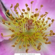 Пыльца цветочная фотография