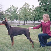 Дрессировка животных фото