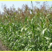 Семена суданской травы “Юбилейная-20“. ГОСТ фото