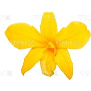 Орхидея Дендробидиум 5 гол. желтый фото