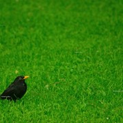 Фотокартина "Черный дрозд на зеленой траве"