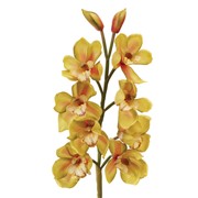 Ветка орхидеи фотография