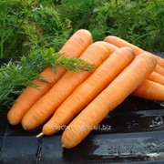 Семена моркови Стромболи F1 фотография