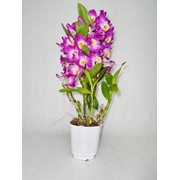 Орхидея Дендробиум нобиле фото