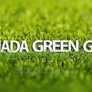 Новейшие спортивные газонные травосмеси - КанадаГринГольф. CANADA GREEN GOLF.