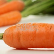 Морковь свежая фотография