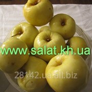 Яблоки бочковые ,моченые, квашеные фото