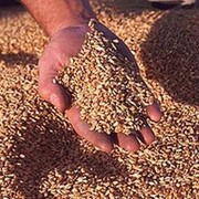 Сушка при влажности зерна до 19% включительно за каждый тонно-процент снятия влажности (пшеница) фотография