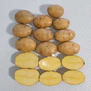 Картофель семенной - Джувел Элита фото