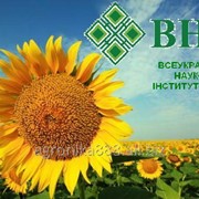 Гибрид подсолнечника Сонячний настрiй (ВНИС) фото