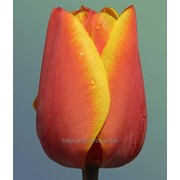 Тюльпаны фотография