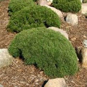 Ландшафтное растение Сосна Пумилио