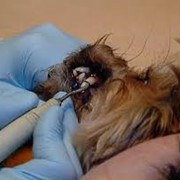 Стоматология ветеринарная: снятие зубного камня г.Киев