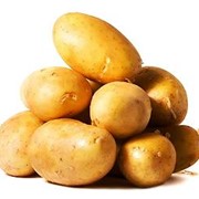 Картофель, сорт миневра, ривьера, купить картофель сортовой, опт фотография