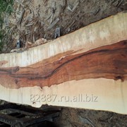 Слэбы, спилы, массив дерева карагач, тополь, орех кавказский. фото