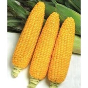 Кукуруза сахарная “ Хани Бантам“ фото