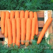 Семена моркови Маэстро F1 100 000 шт калибр. фотография