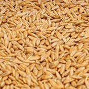 Зерно ,овес,пшеница,кукуруза фото