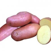 Картофель “Розара“Биокарт-Агро фото