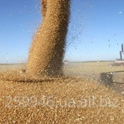 Сельхоз продукция на экспорт в страны ЕС фото