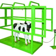Весовое сельскохозяйственное оборудование для взвешивания скота фото
