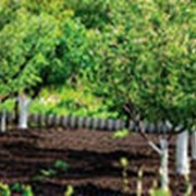 Мочевин-К1 предназначено для опрыскивания садов, виноградников, ягодников, овощных, бахчевых культур на начальной стадии развития