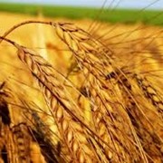Яровая пшеница сорт Наследство / Яра пшениця сорт Спадщина фотография