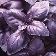 Семена базилика фиолетового Темный Опал F1 0,5 г.