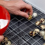 Инкубационные яйца перепелов фото
