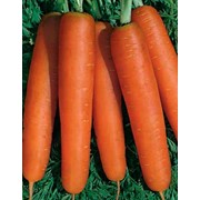 Семена моркови “Нантской“ фото