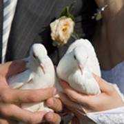 Доставляем голубей к месту проведения свадьбы, юбилея, выпускного вечера, детского праздника, открытия, презентации, промо-акции.