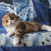 Котенок шотландский чистопородный фото