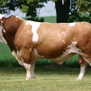 Системы кормления коров с отличным производством молока и рождаемостью фото