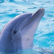 Акваленд, Дельфинарий в Анталии фото