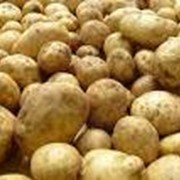 Предприятие на постоянной основе закупает картофель от 20 тонн ежедневно фото