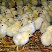 Инкубация однодневных цыплят фотография