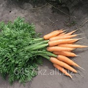 Семена моркови ЛАГУНА F1 Laguna фото