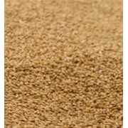 Пшеница продовольственная , Triticum фото