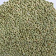 Чечевица зеленая высокого качества фото