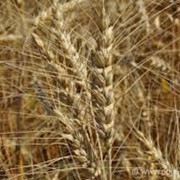 Пшеница многолетняя