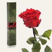 Вечные розы Алый рубин фото