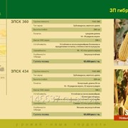 Семена кукурузы сербской селекции ЗПСК 360