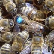 Пчеломатка. Карника (Carnica F1). Плодные 2020 г, проверены на засев. фотография