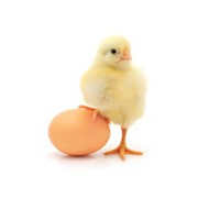 Яйцо куриное и мясо птицы фото