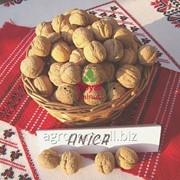 Саженец грецкого ореха средне рослый сорт Аника фото