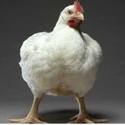 Подрощенные цыплята (бройлер Росс-708, геркулес, курочка борковская барвыстая) фото