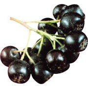 Рябина черноплодная фото