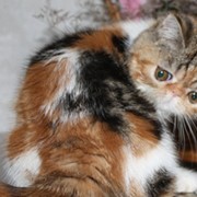 Экзотическая кошка Калико фото