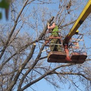 Удаление аварийных деревьев в Алматы фото