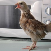 Цыплята подрощенные, ЛоманБраун, 60дней. фотография